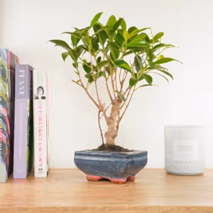 Ficus Retusa | Bonsai - Indoor Plant
