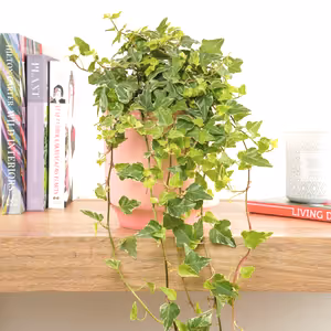 English Ivy | Tamara - Indoor Plant