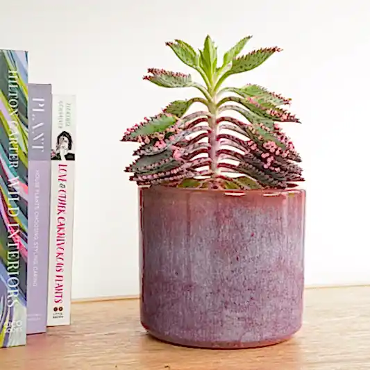 Pink Mother Of Thousands | Pink Butterfly | Hard To Find | Small Plants & Tot Pots