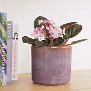 African Violet | Bicolor Blush - Indoor Plant