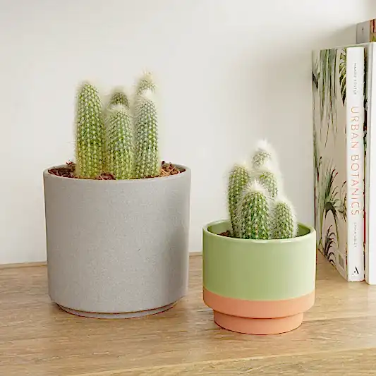 Silver Torch Cactus | Indoor Cactus Plants