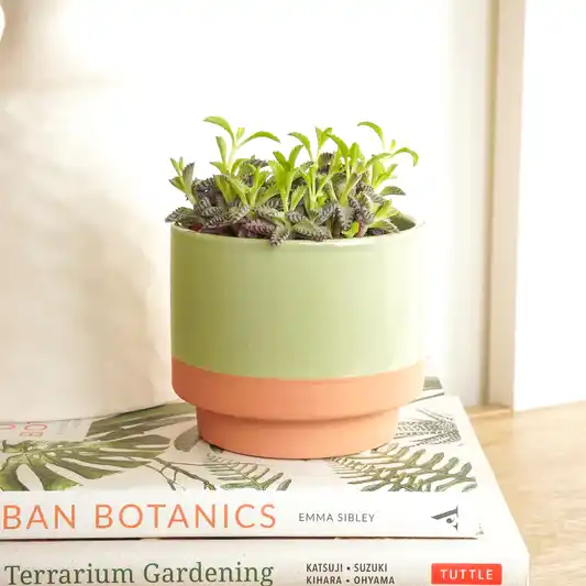 Mother Of Thousands | Indoor Succulent Plants