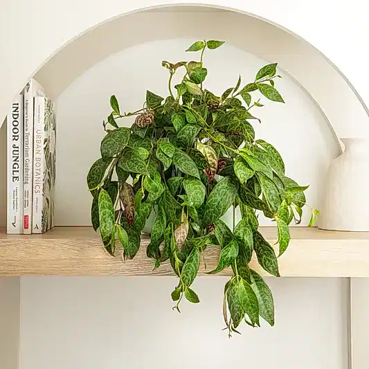 Zebra Lipstick Vine | Rare Plant | Indoor Hanging Plants