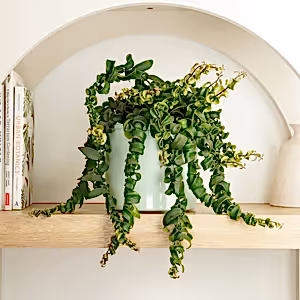 Lipstick Plant | Rasta - Indoor Plant
