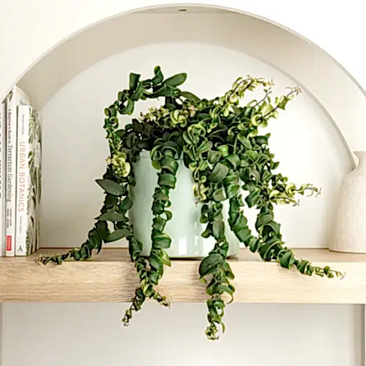 Lipstick Plant | Rasta | Indoor Hanging Plants