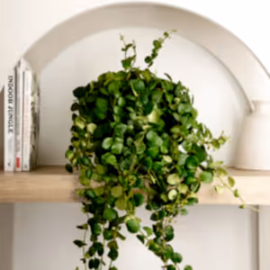 Lipstick Plant | Pink Polka - Indoor Plant