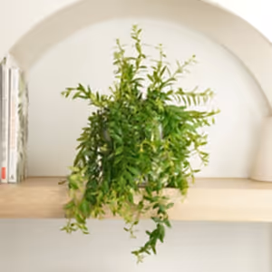 Lipstick Plant | Beautiful Japhrolepis - Indoor Plant
