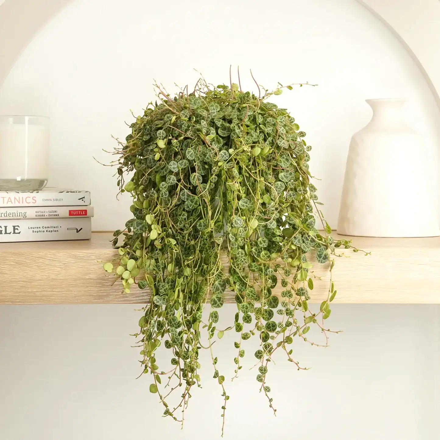 String Of Turtles