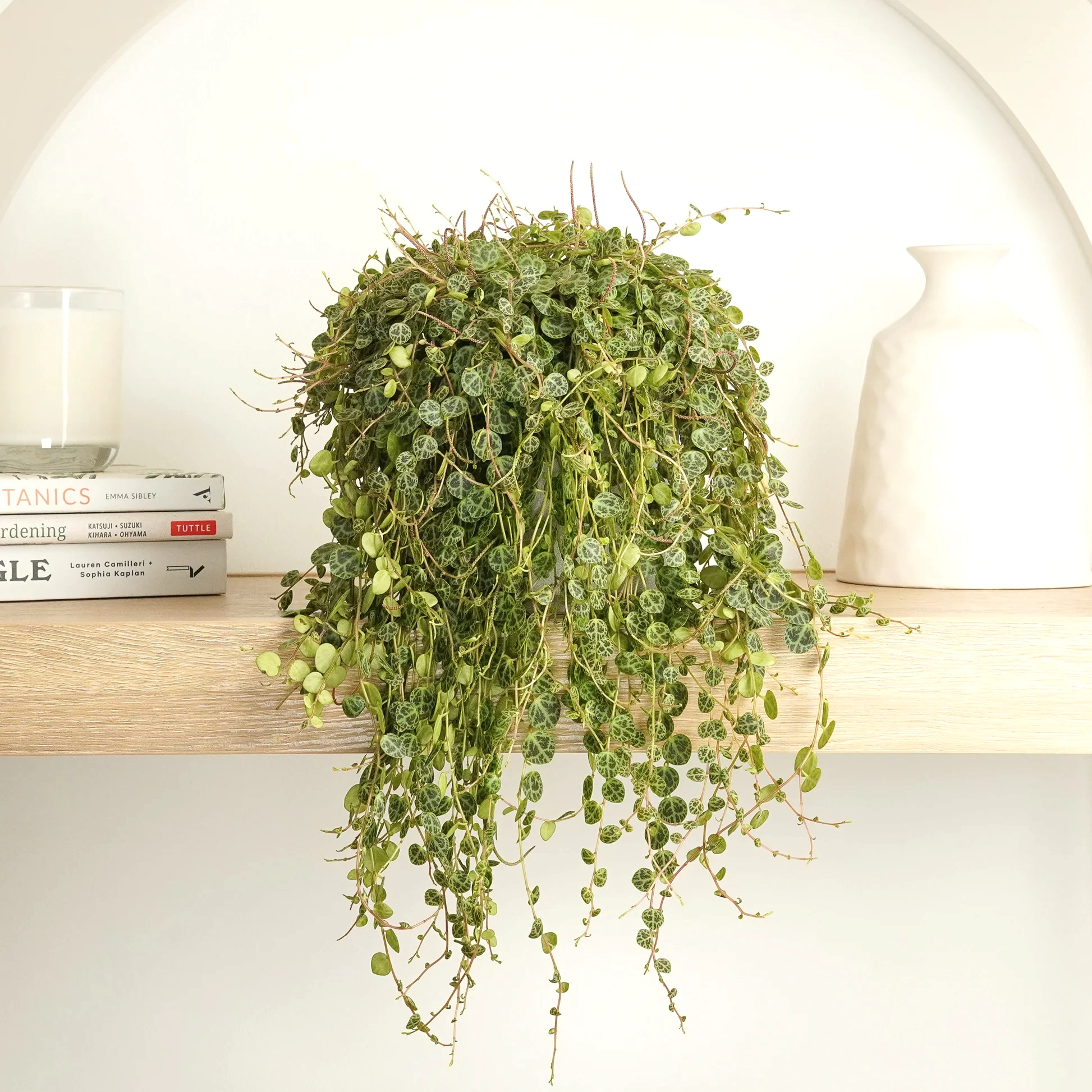 String Of Turtles
