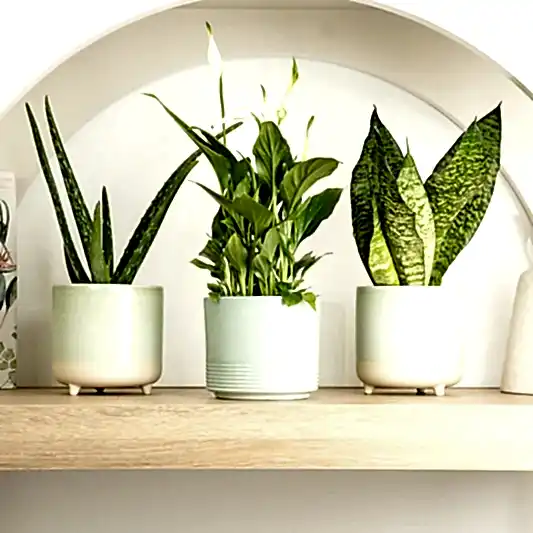 Healthy House | Plant Bundle | 