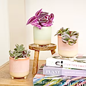 Little Dudes | Plant Bundle - Indoor Plant