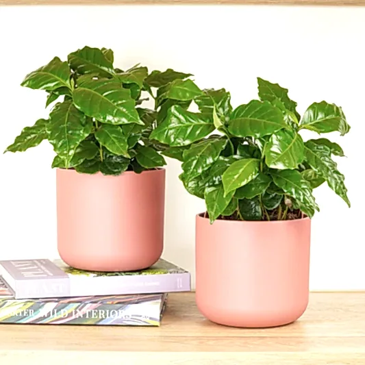 Matching Coffee Plant Arabica | Plant Bundle | Houseplant Bundles