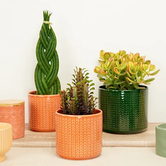 Prickly Power Pack | Plant Bundle | Indoor Cactus Plants