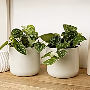 Matching Satin Pothos | Plant Bundle - Indoor Plant