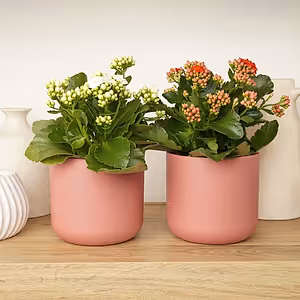 Kalanchoe Blush & Bloom Duo | Plant Bundle - Indoor Plant