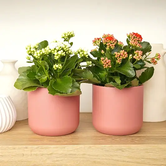 Kalanchoe Blush & Bloom Duo | Plant Bundle | Perfect Plants for Under £50