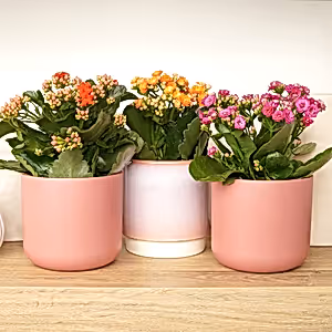 Kalanchoe Radiant Retreat | Plant Bundle - Indoor Plant