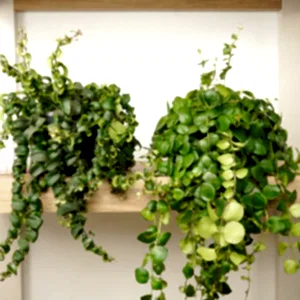 Lipstick Lovers Bundle | Plant Bundle - Indoor Plant