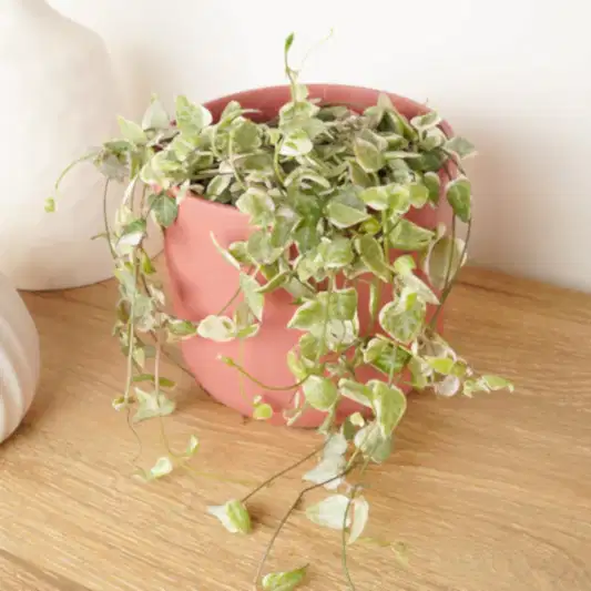 String Of Spades | Merel | Perfect Plants for Under £30