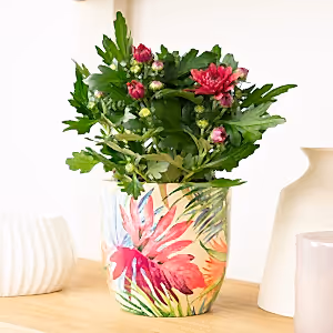 Mum | Double Raspberry - Indoor Plant