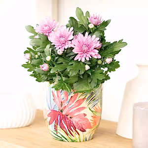Mum | Double Pink - Indoor Plant