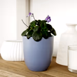 Cape Primrose | Hard To Find - Indoor Plant