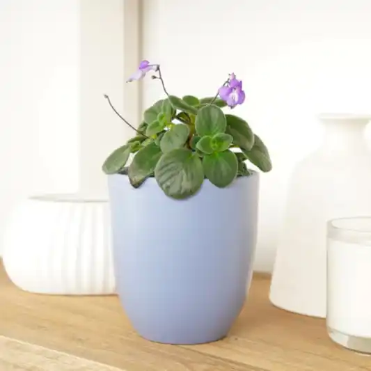 Cape Primrose | Hard To Find | Indoor Hanging Plants