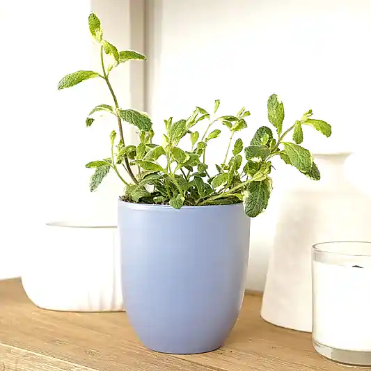 Variegated Pineapple Mint | Perfect Plants for Under £30