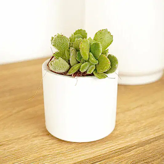 Bear Paws | Small Plants & Tot Pots