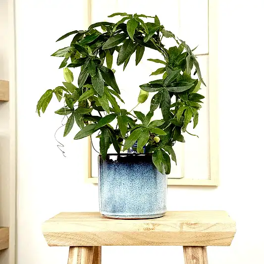 Passion Flower Plant | Caerulea | Climbing & Vine Plants