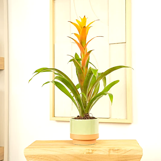Flowering Guzmania | Sunnytime | Bromeliad & Guzmania