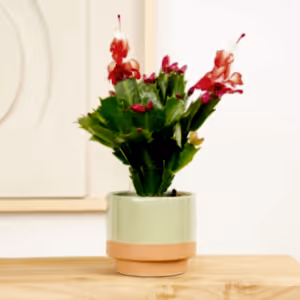Flowering Cactus | Zaraika - Indoor Plant
