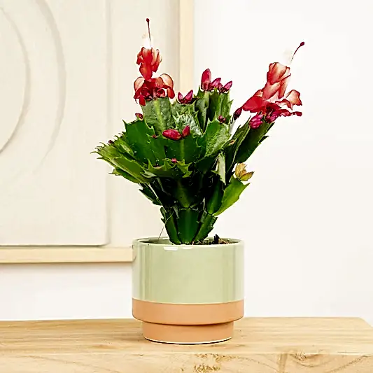 Flowering Cactus | Zaraika | Indoor Cactus Plants