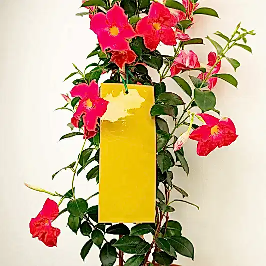 BetterGrow Extra Large Insect Traps | Gardening Accessories