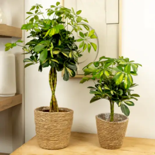 Umbrella Tree | Gold Capella Twist | Perfect Plants for Under £50