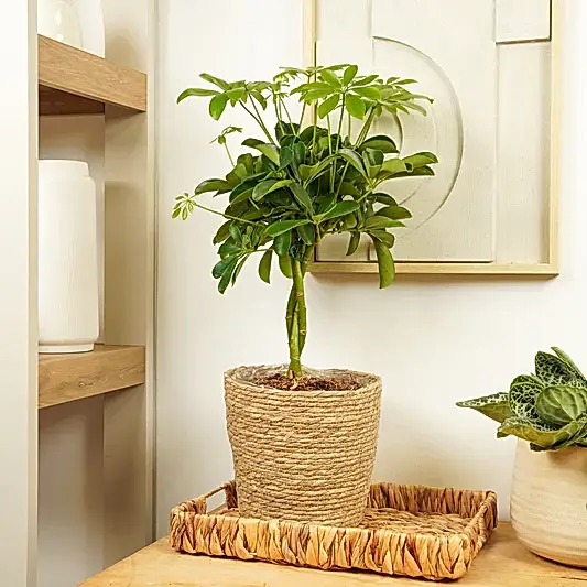 Umbrella Tree | Nora | Trees & Bonsai