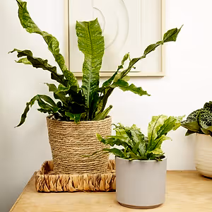 Crocodile Fern | Rare Plant - Indoor Plant