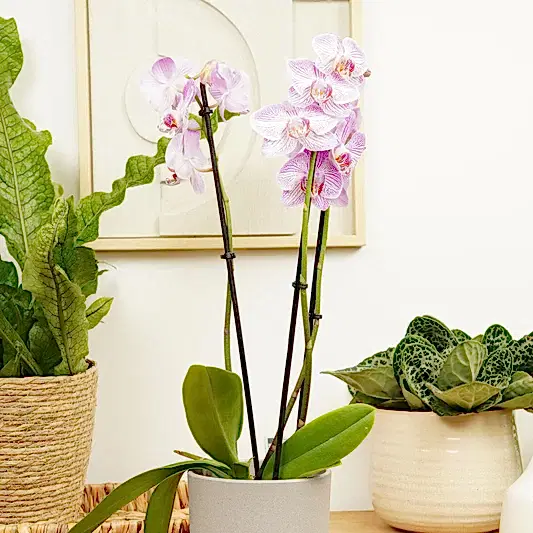 Phalaenopsis Orchid | Pink Stripe | Perfect Plants for Under £30