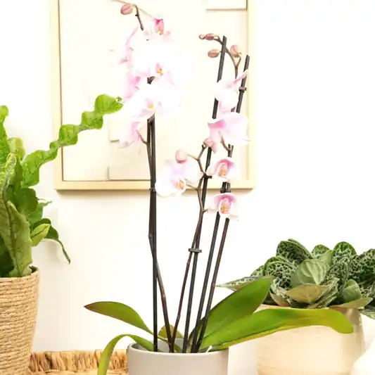 Phalaenopsis Orchid | Lilac Haze | Perfect Plants for Under £30