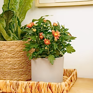 Mum | Toffee - Indoor Plant