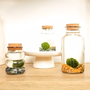Marimo | Moss Ball | Rare Plant - Indoor Plant