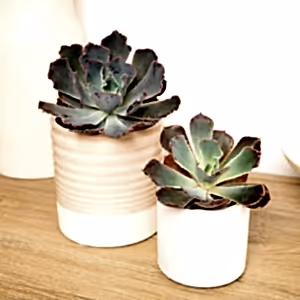 Echeveria | Neonbreaker - Indoor Plant