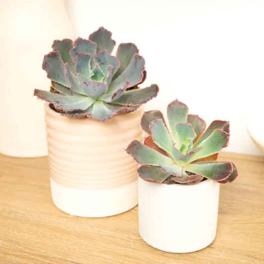 Echeveria | Neonbreaker | Garden & Outdoor Plants