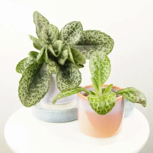 Streptocarpus | Pretty Turtle | Perfect Plants for Under £30