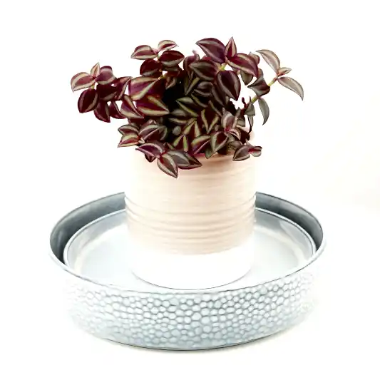Wandering Dude | Purple Passion | Indoor Hanging Plants