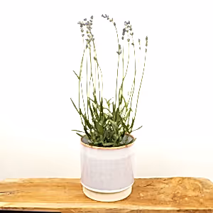 Lavender | Purple - Indoor Plant