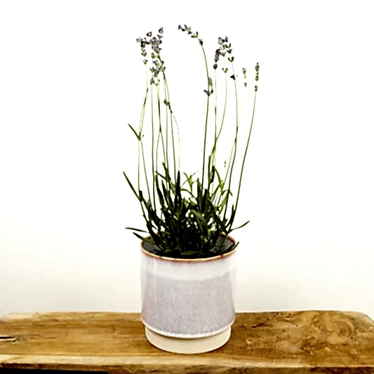 Lavender | Purple | Garden & Outdoor Plants