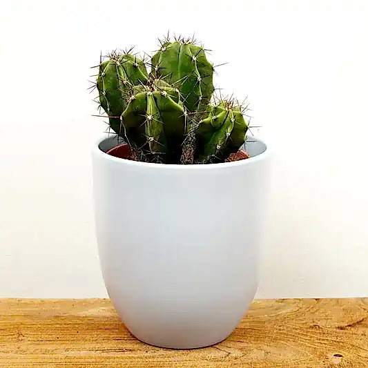Organ Pipe Cactus | Rare Plant | Indoor Cactus Plants