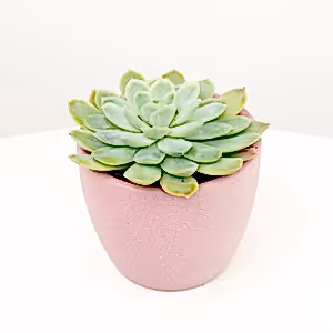 Echeveria | Blue Rosette - Indoor Plant