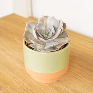 Echeveria | Grace - Indoor Plant